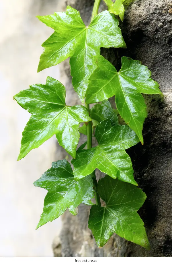 Closeup of vibrant green ivy leaves clinging to a wall