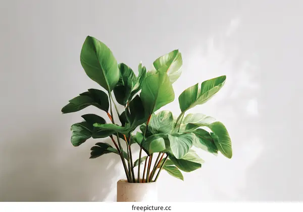 Stylish indoor plant with bright leaves