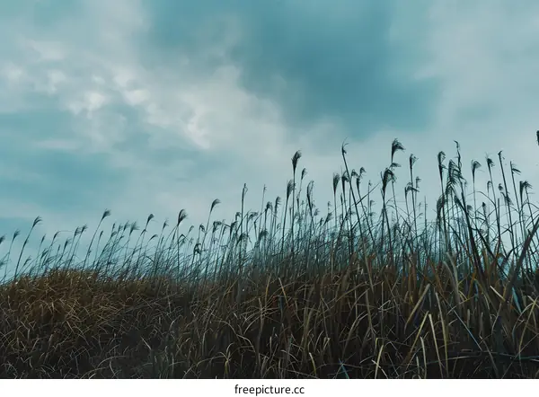 Tall Grass Field Under Cloudy Sky