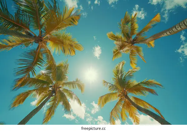 Looking up at the sun through the palm trees