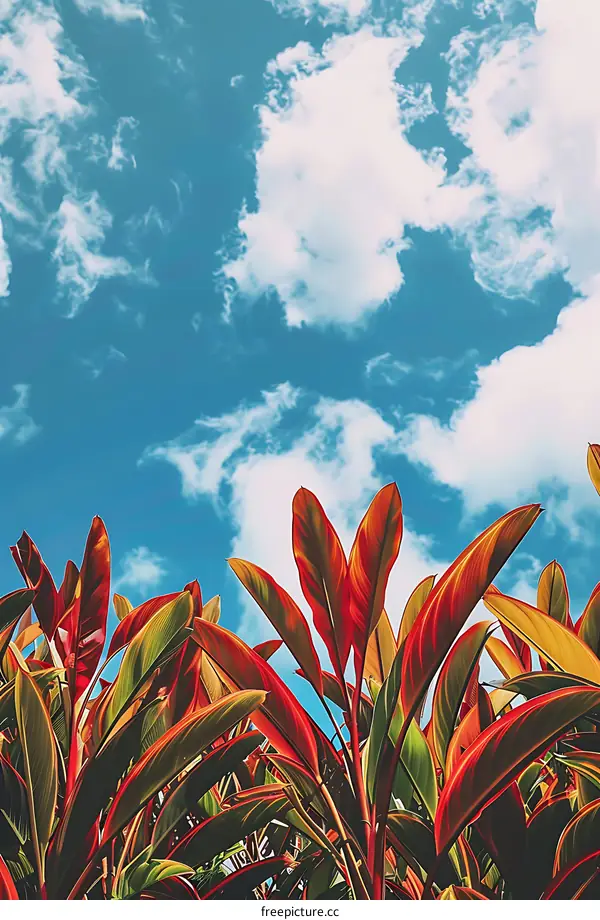Red Leaves and Blue Sky Clouds