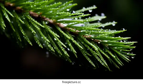 Close-up of a green pine tree branch with water droplets on the needles