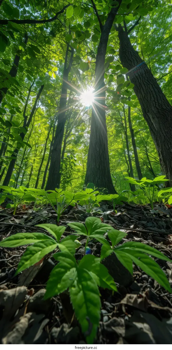 Sunlight Filters Through Lush Foliage in a Verdant Forest