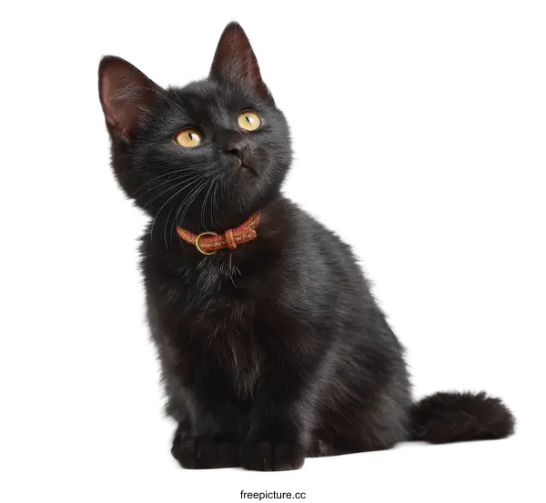 [Transparent Background PNG]Adorable Black Kitten with Brown Collar
