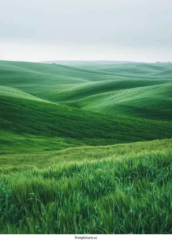 Green rolling hills of Tuscany, Italy