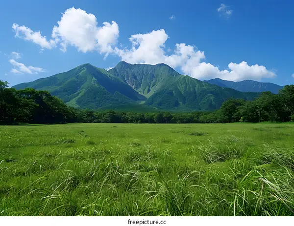 Green Grass Field with Mountain Background