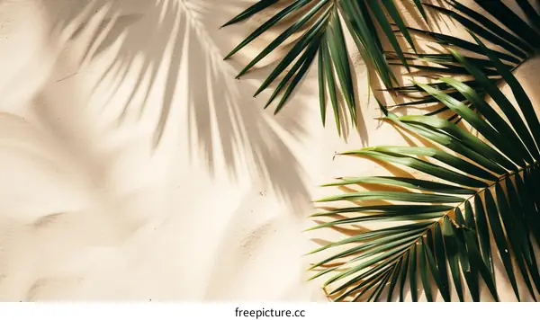 Palm leaves shadow on sand background