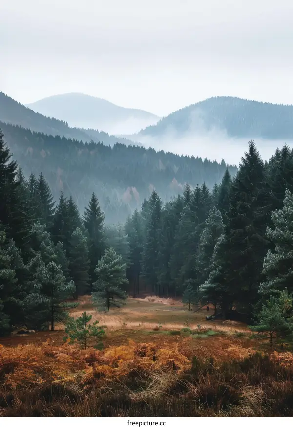 Misty Mountain Clearing