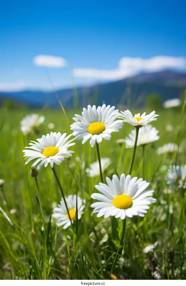 Field of daisies with mountains in the distance