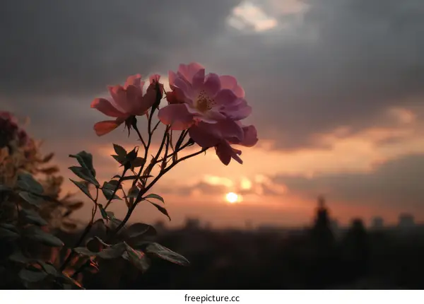 Beautiful Pink Rose at Sunset