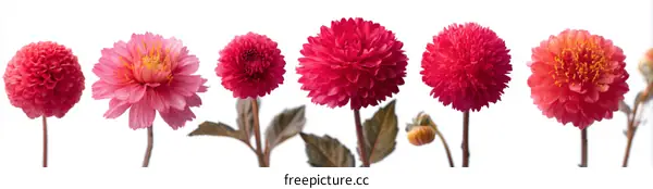 Colorful Dahlia Flowers Arrangement on White Background