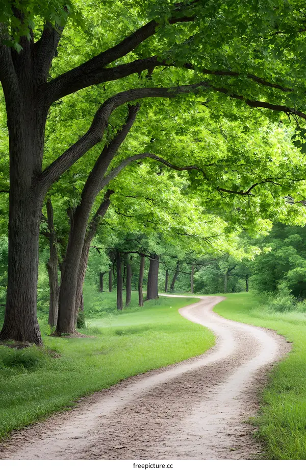 Winding Path Through Lush Green Forest