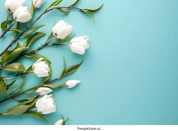White Tulips on a Light Blue Background