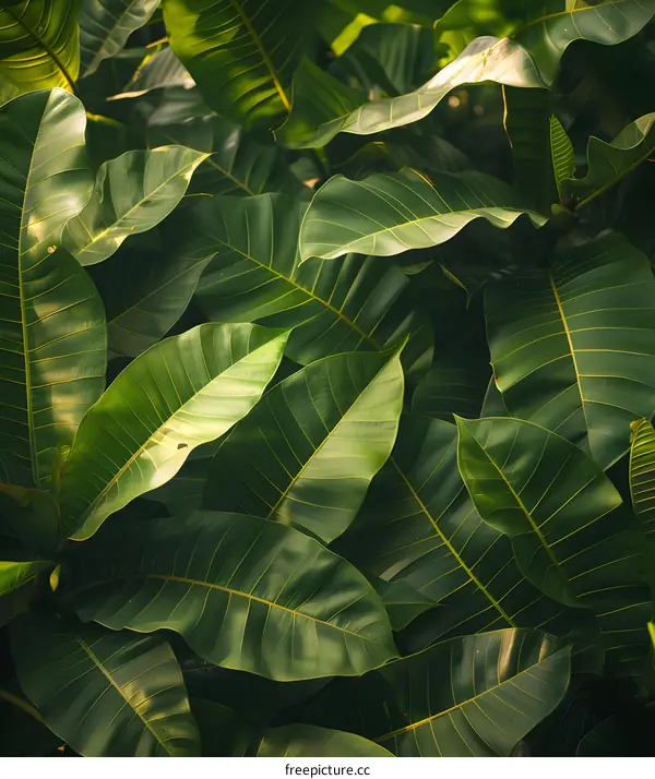 Green Leaves Tropical Foliage Background