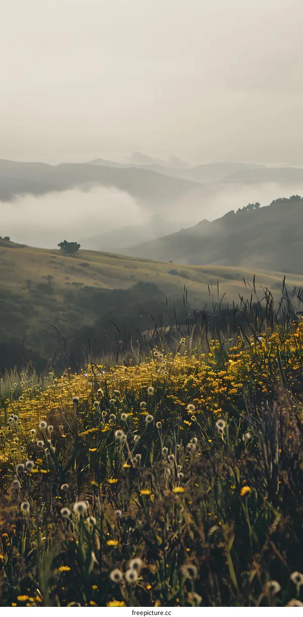 Yellow Flowers Field in the Foggy Mountain Landscape