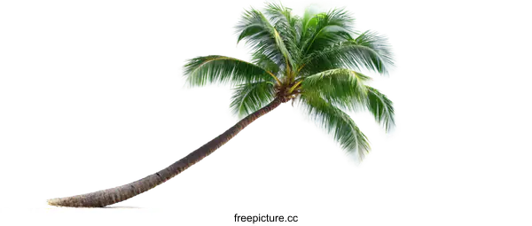 [Transparent Background PNG]Single Coconut Palm Tree Isolated on White Background