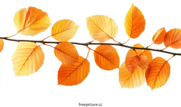 Autumn Leaves on a Branch Against a White Background