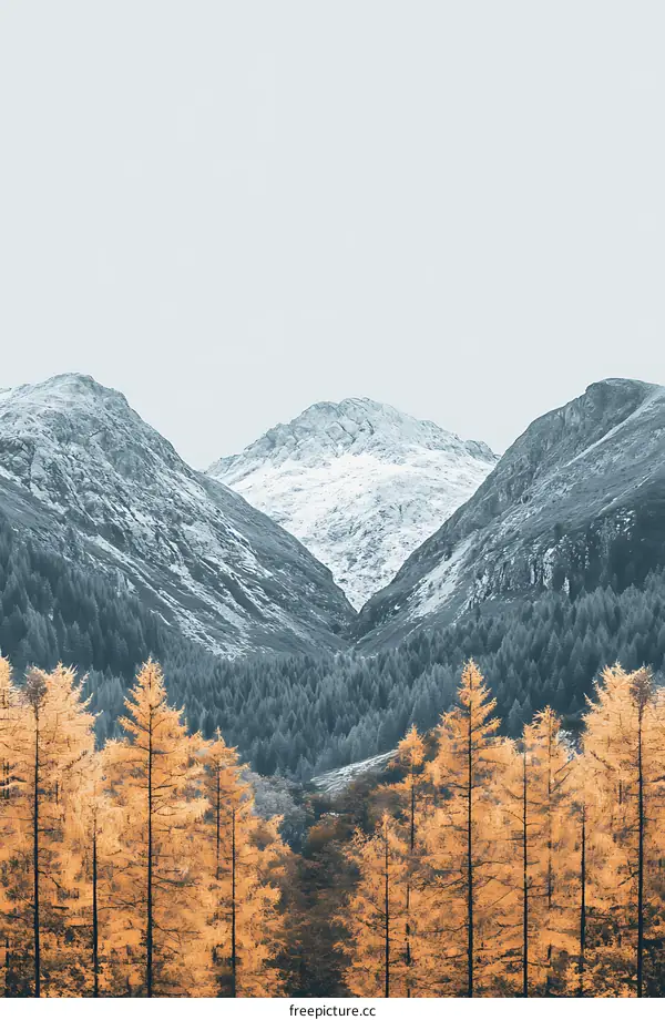 Autumn Trees in the Valley Between Snowy Mountains