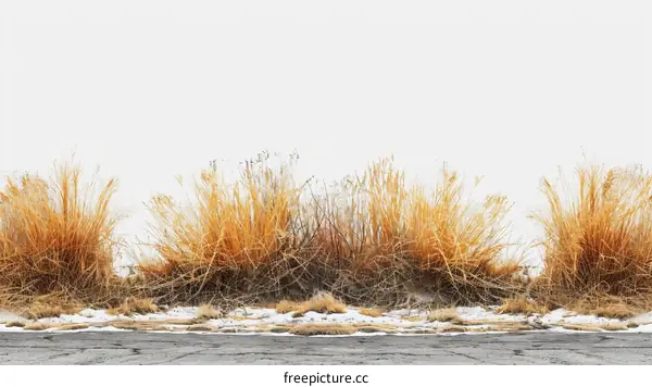 Close-up of brown grass plants growing in the snow
