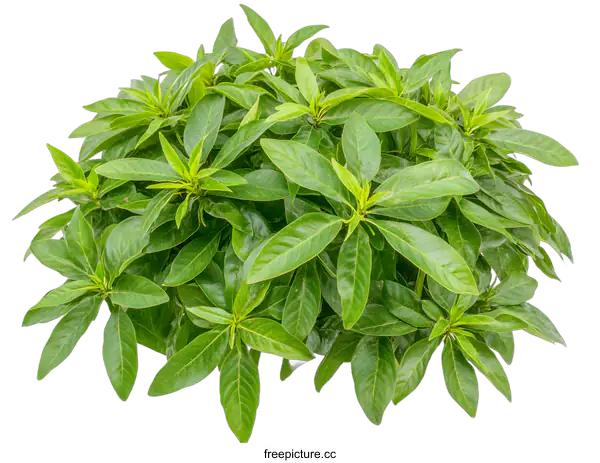 [Transparent Background PNG]Green Bush of Leaves Isolated on White Background