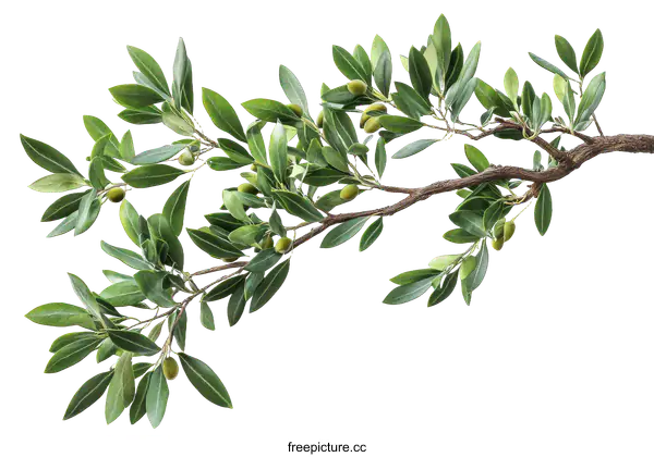 [Transparent Background PNG]Olive Branch with Green Leaves and Olives