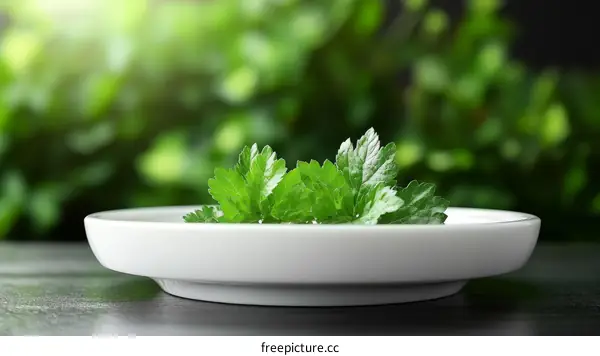 Fresh Parsley on a White Plate Against a Green Background