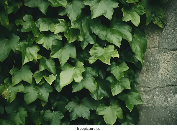 Green Ivy Leaves Growing on Wall