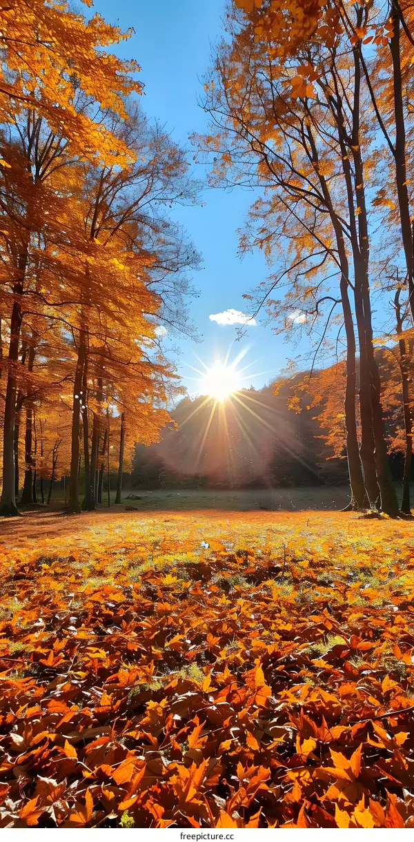 Golden Autumn Forest Sun Rays