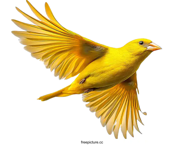 [Transparent Background PNG]Brilliant Yellow Bird in Flight