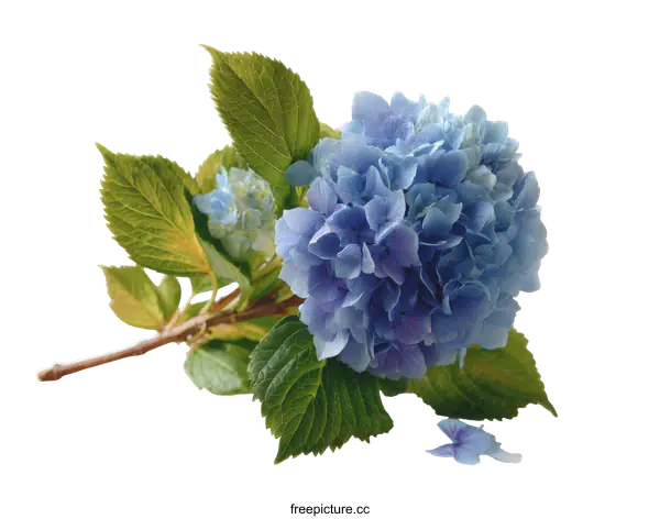 [Transparent Background PNG]Beautiful Light Blue Hydrangea Flower