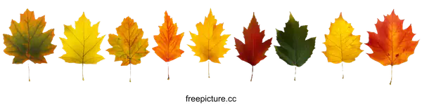 [Transparent Background PNG]Autumn Leaves Transition