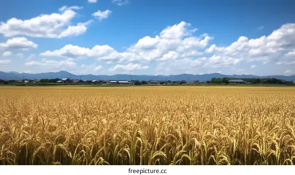 Golden Wheat Field Under Blue Sky and White Clouds
