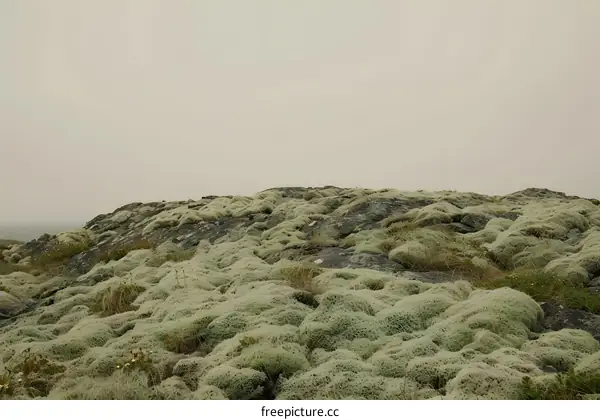 Green Moss Covered Rocks on a Hill