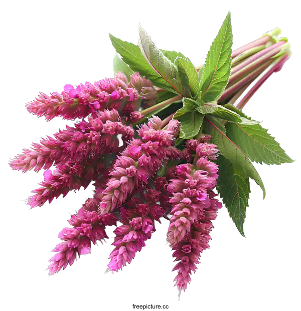 [Transparent Background PNG]A bouquet of fresh oregano