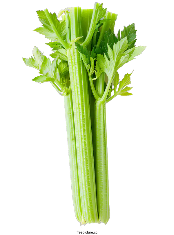 [Transparent Background PNG]Fresh Green Celery Stalks on White Background