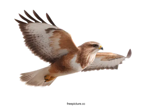 [Transparent Background PNG]European Honey Buzzard Soaring in Flight