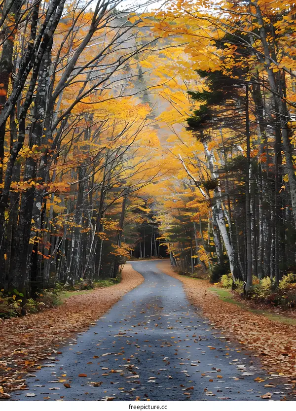 Country road in autumn forest