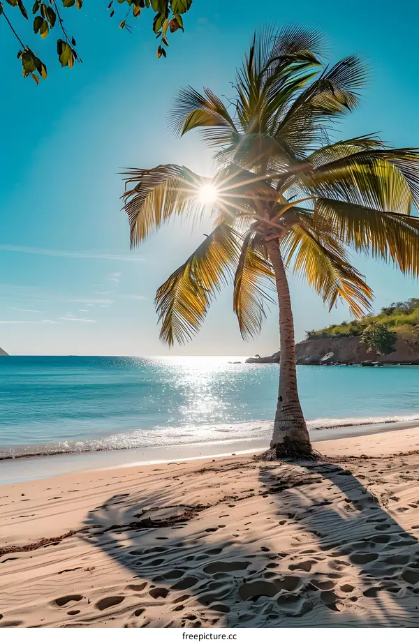 Palm tree on a tropical beach