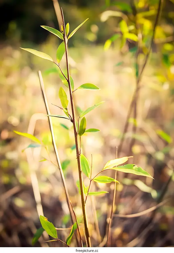 Closeup Of Green Leaves Branch In Nature