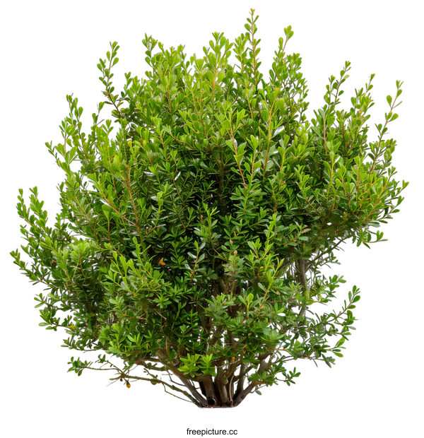 [Transparent Background PNG]Green Bush Isolated On White Background