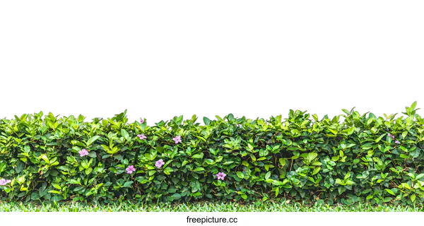 [Transparent Background PNG]Green Hedge With Pink Flowers And White Wall Background