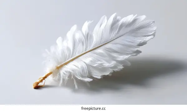 White Feather Close-up Photography
