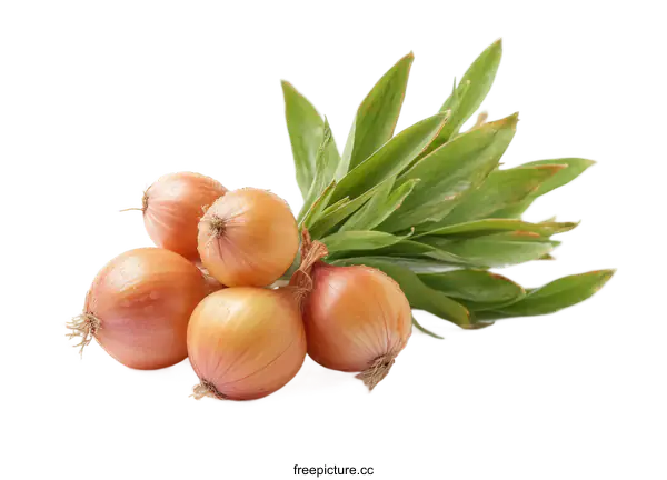 [Transparent Background PNG]Fresh Bunch of Onions with Leaves