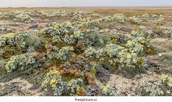 Closeup of a Field of Tundra Plants