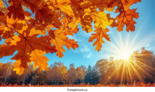 rays of sun shining through the orange autumn leaves of a tree