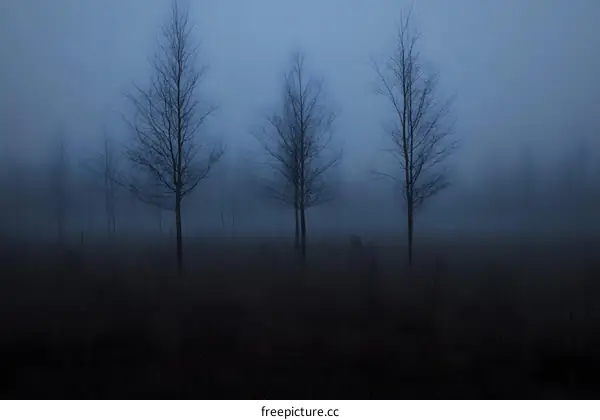 Misty Forest Trees in the Morning