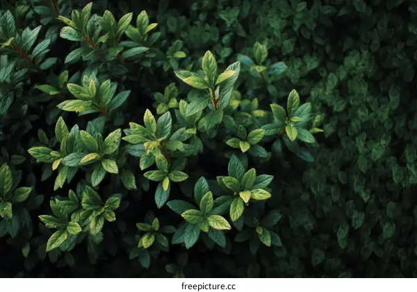 Close-up Lush Green Leaves Natural Background