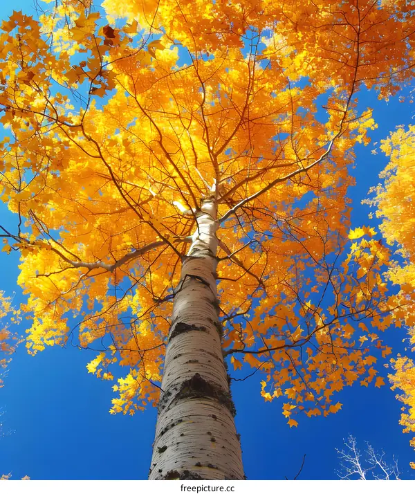 Looking Up at a Golden Aspen Tree