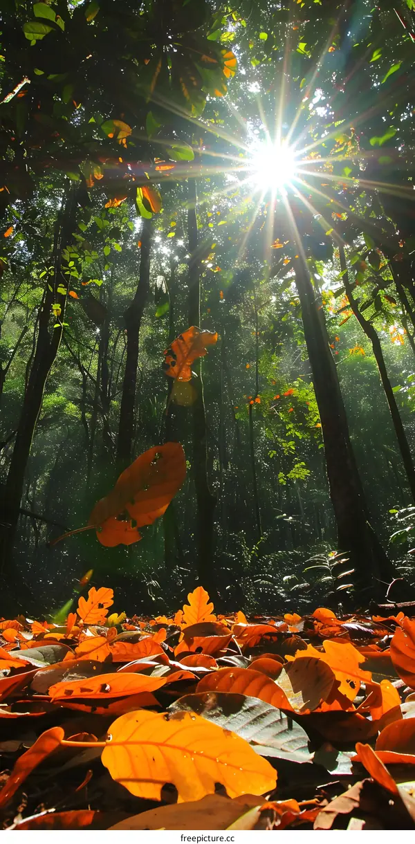 Sunbeams Through Forest Canopy