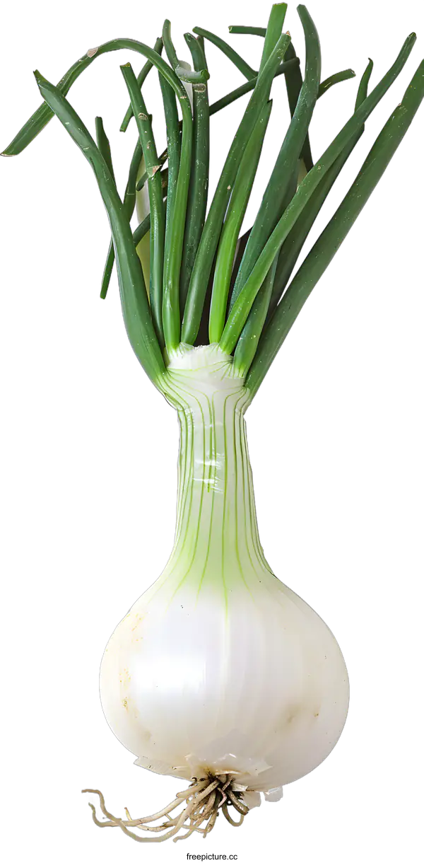 [Transparent Background PNG]White Onion Isolated on White Background